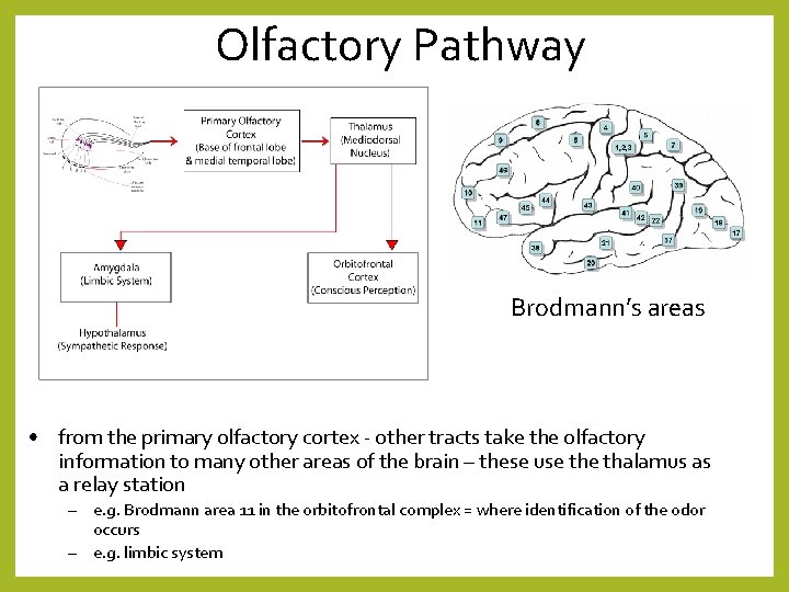 Olfactory Pathway Brodmann’s areas • from the primary olfactory cortex - other tracts take