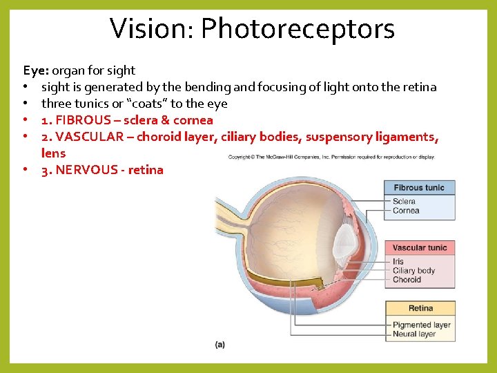 Vision: Photoreceptors Eye: organ for sight • sight is generated by the bending and