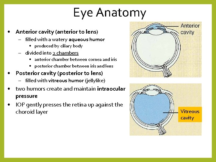Eye Anatomy • Anterior cavity (anterior to lens) – filled with a watery aqueous