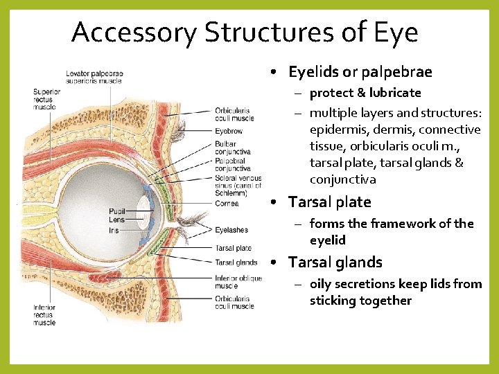 Accessory Structures of Eye • Eyelids or palpebrae – protect & lubricate – multiple