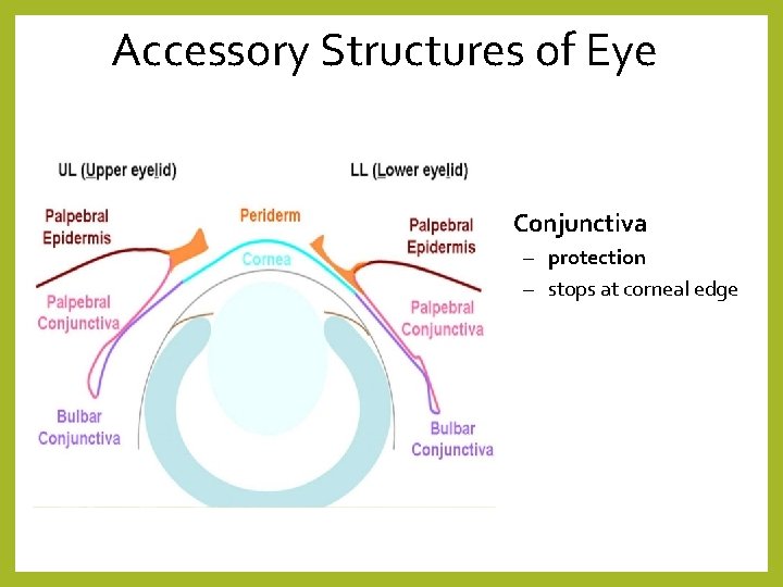 Accessory Structures of Eye • Conjunctiva – protection – stops at corneal edge 
