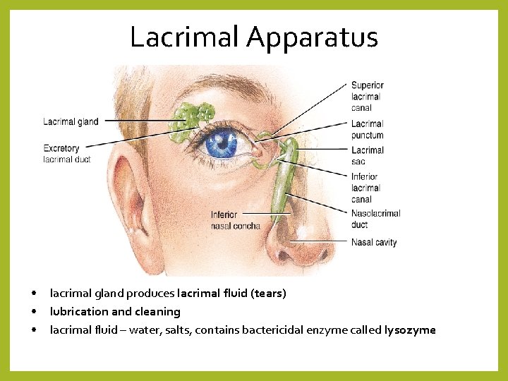 Lacrimal Apparatus • • • lacrimal gland produces lacrimal fluid (tears) lubrication and cleaning