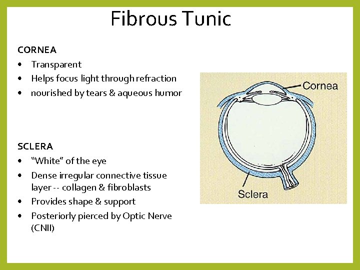Fibrous Tunic CORNEA • Transparent • Helps focus light through refraction • nourished by