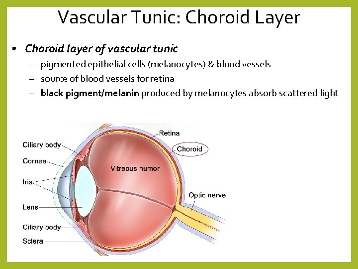 Vascular Tunic: Choroid Layer • Choroid layer of vascular tunic – pigmented epithelial cells