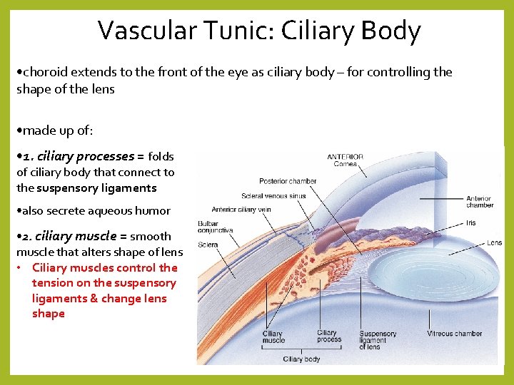 Vascular Tunic: Ciliary Body • choroid extends to the front of the eye as