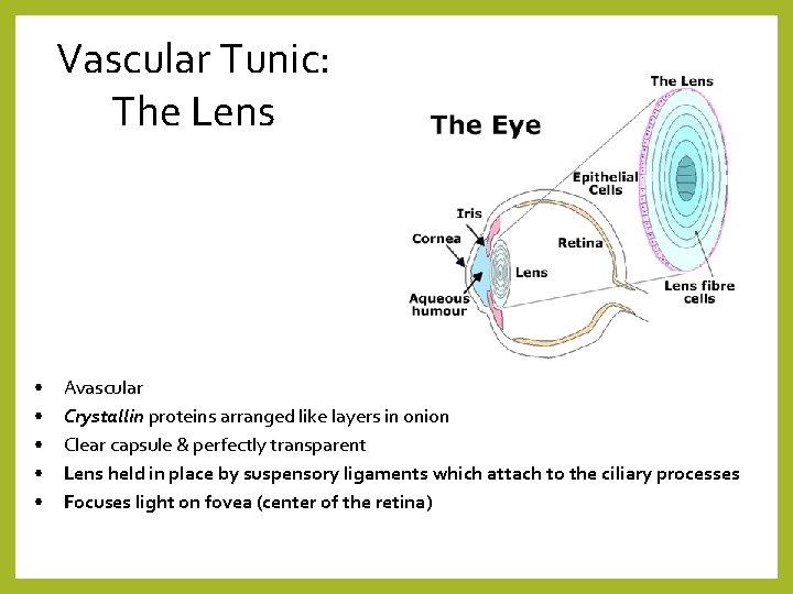 Vascular Tunic: The Lens • • • Avascular Crystallin proteins arranged like layers in
