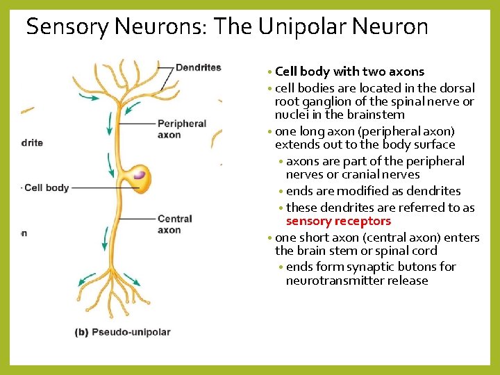 Sensory Neurons: The Unipolar Neuron • Cell body with two axons • cell bodies