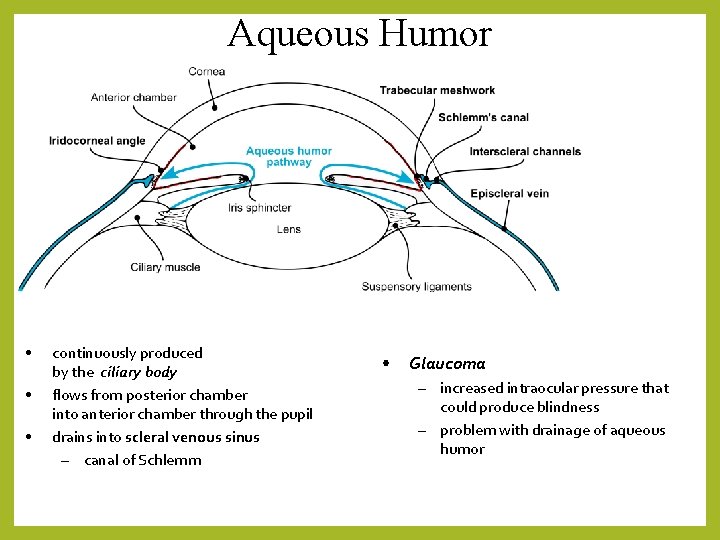 Aqueous Humor • • • continuously produced by the ciliary body flows from posterior