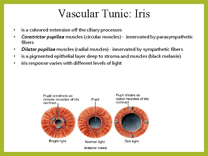 Vascular Tunic: Iris • • • is a coloured extension off the ciliary processes