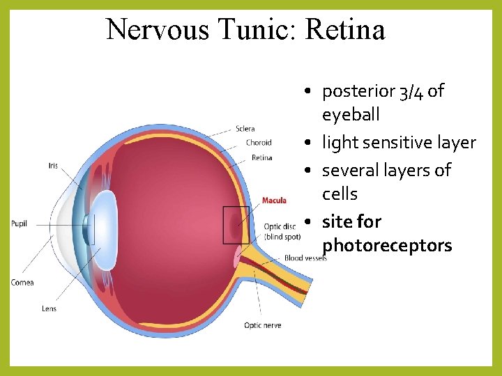Nervous Tunic: Retina • posterior 3/4 of eyeball • light sensitive layer • several