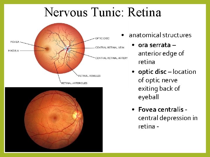 Nervous Tunic: Retina • anatomical structures • ora serrata – anterior edge of retina