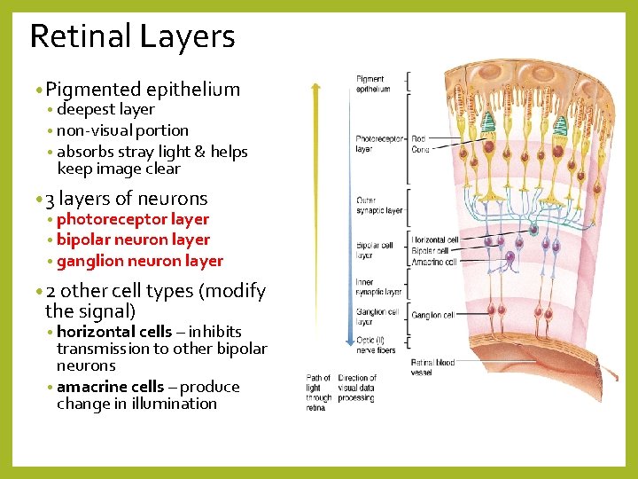 Retinal Layers • Pigmented epithelium • deepest layer • non-visual portion • absorbs stray