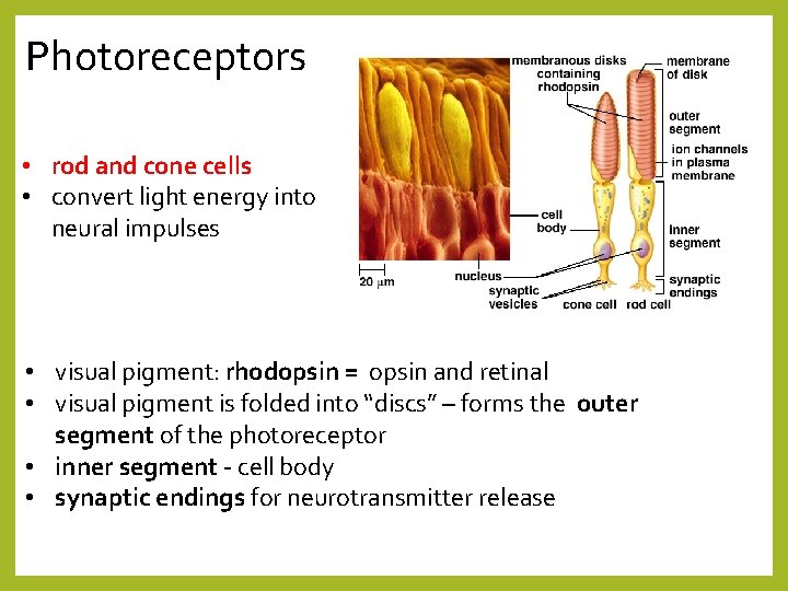 Photoreceptors • rod and cone cells • convert light energy into neural impulses •