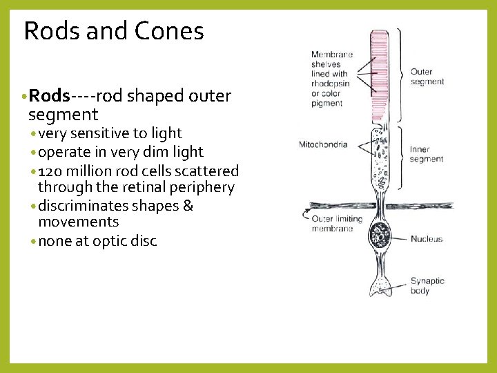 Rods and Cones • Rods----rod shaped outer segment • very sensitive to light •