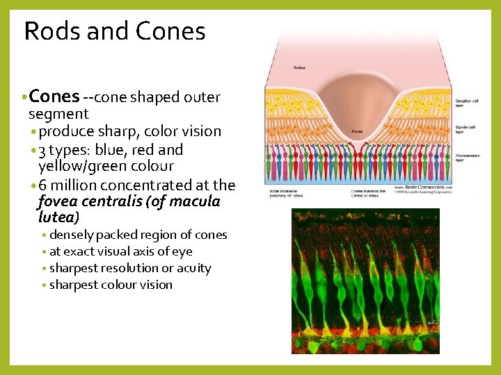 Rods and Cones • Cones --cone shaped outer segment • produce sharp, color vision