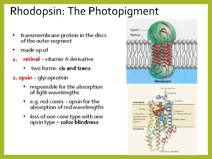 Rhodopsin: The Photopigment • transmembrane protein in the discs of the outer segment •