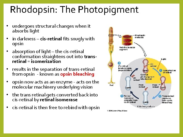 Rhodopsin: The Photopigment • undergoes structural changes when it absorbs light • in darkness