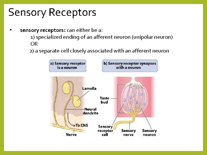 Sensory Receptors • sensory receptors: can either be a: 1) specialized ending of an