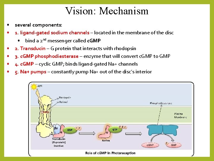 Vision: Mechanism • • • several components: 1. ligand-gated sodium channels – located in