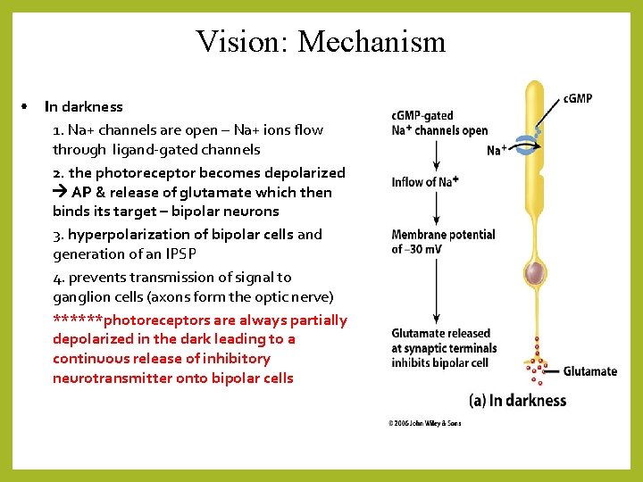 Vision: Mechanism • In darkness 1. Na+ channels are open – Na+ ions flow