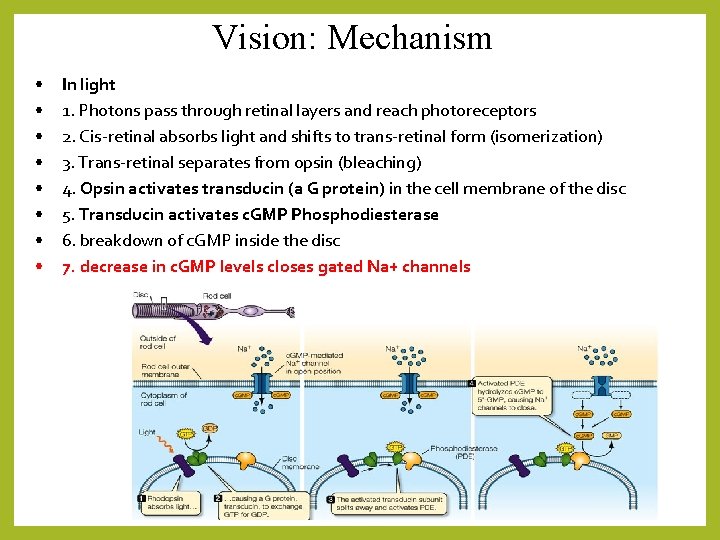 Vision: Mechanism • • In light 1. Photons pass through retinal layers and reach