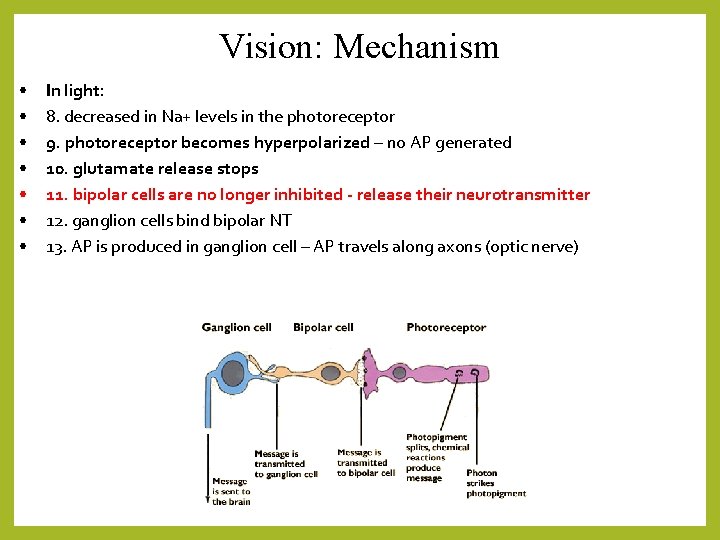 Vision: Mechanism • • In light: 8. decreased in Na+ levels in the photoreceptor