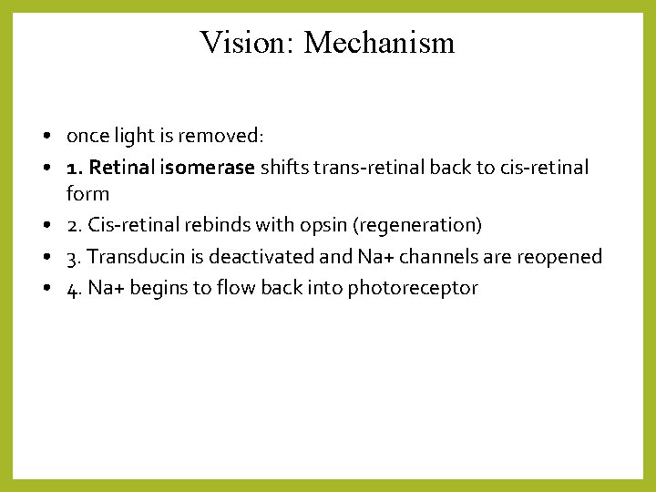 Vision: Mechanism • once light is removed: • 1. Retinal isomerase shifts trans-retinal back