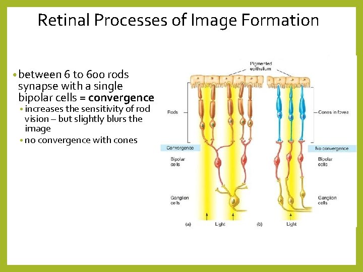 Retinal Processes of Image Formation • between 6 to 600 rods synapse with a