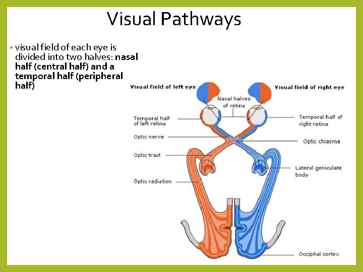 Visual Pathways • visual field of each eye is divided into two halves: nasal