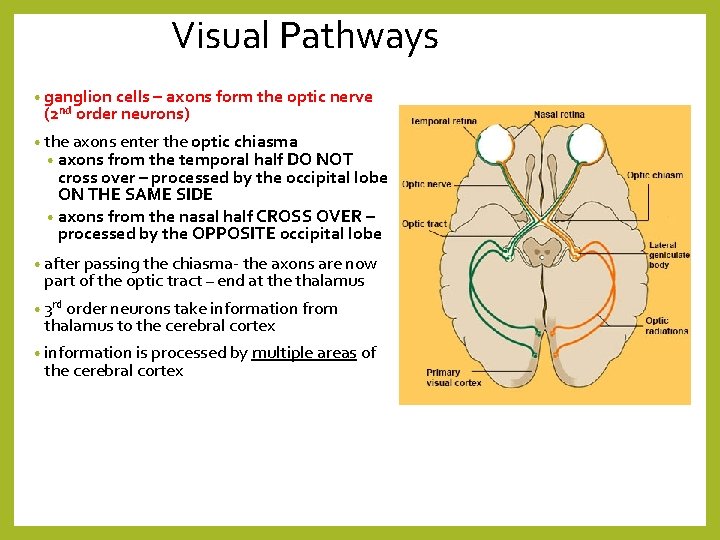 Visual Pathways • ganglion cells – axons form the optic nerve (2 nd order