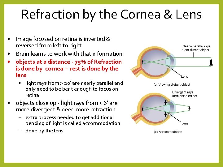 Refraction by the Cornea & Lens • Image focused on retina is inverted &