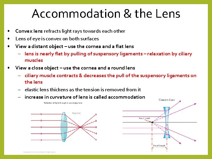 Accommodation & the Lens • • Convex lens refracts light rays towards each other