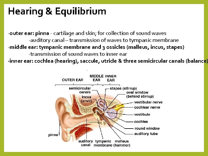 Hearing & Equilibrium -outer ear: pinna - cartilage and skin; for collection of sound
