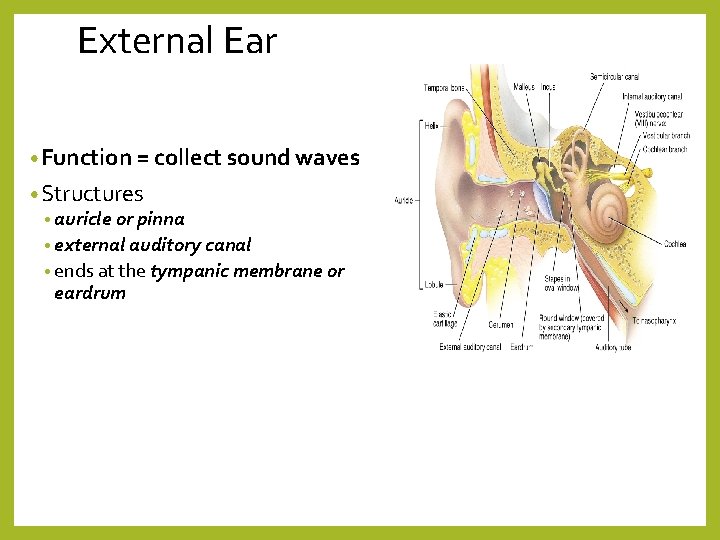 External Ear • Function = collect sound waves • Structures • auricle or pinna