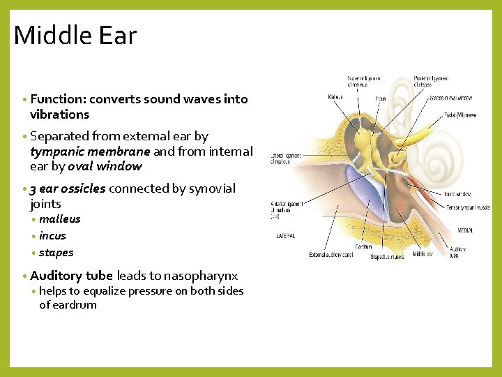 Middle Ear • Function: converts sound waves into vibrations • Separated from external ear