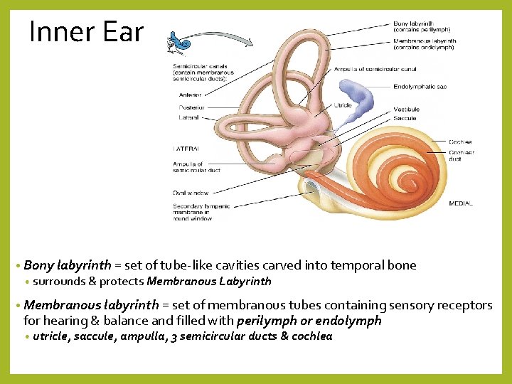 Inner Ear • Bony labyrinth = set of tube-like cavities carved into temporal bone