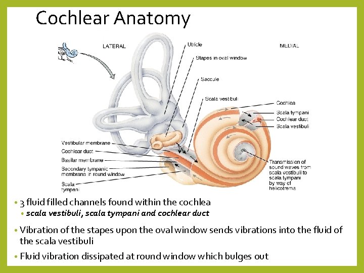 Cochlear Anatomy • 3 fluid filled channels found within the cochlea • scala vestibuli,
