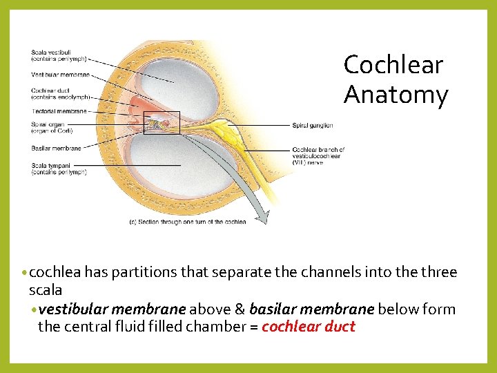 Cochlear Anatomy • cochlea has partitions that separate the channels into the three scala