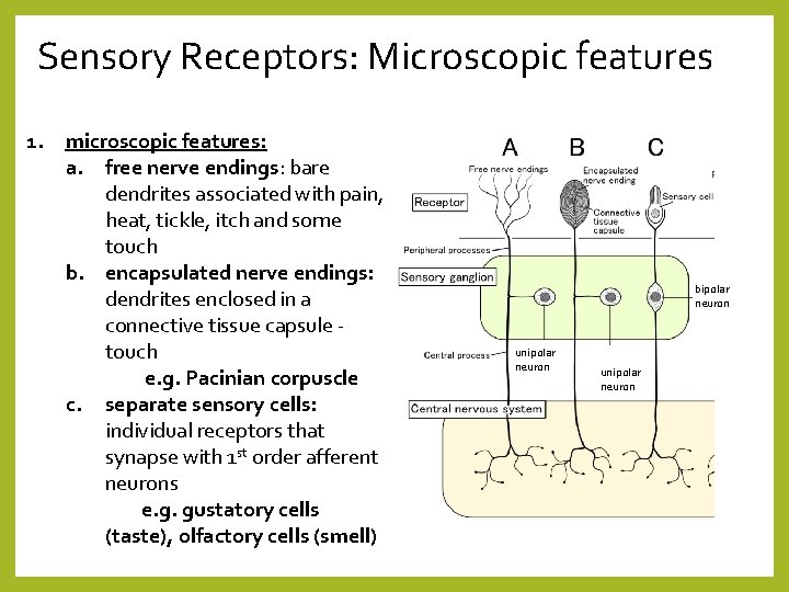Sensory Receptors: Microscopic features 1. microscopic features: a. free nerve endings: bare dendrites associated