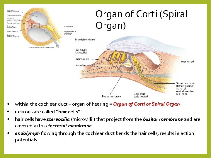 Organ of Corti (Spiral Organ) • • within the cochlear duct – organ of