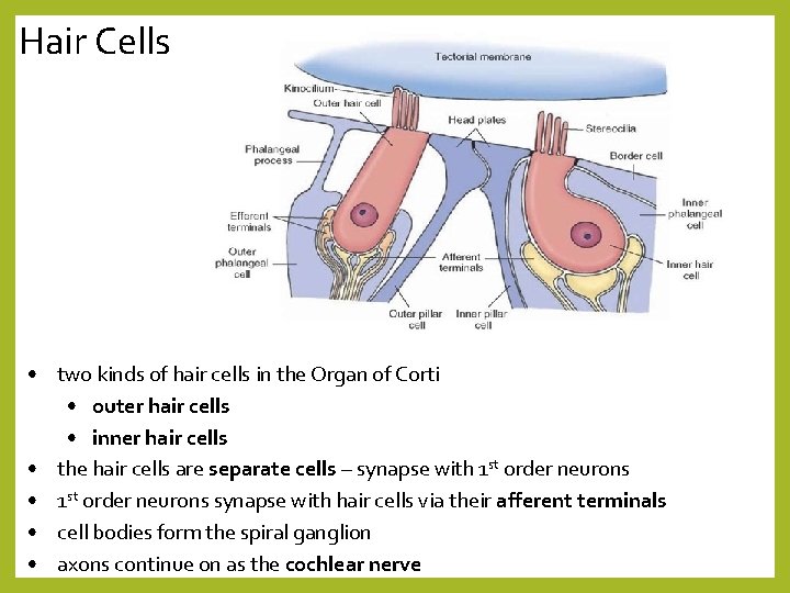 Hair Cells • two kinds of hair cells in the Organ of Corti •