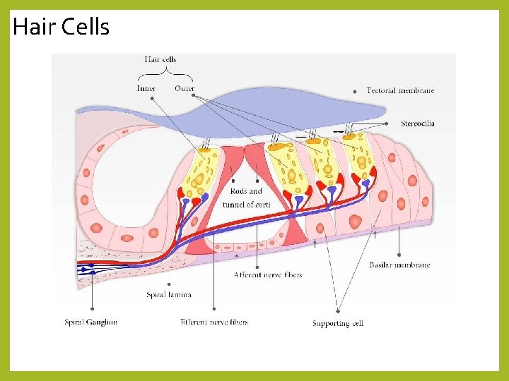 Hair Cells 