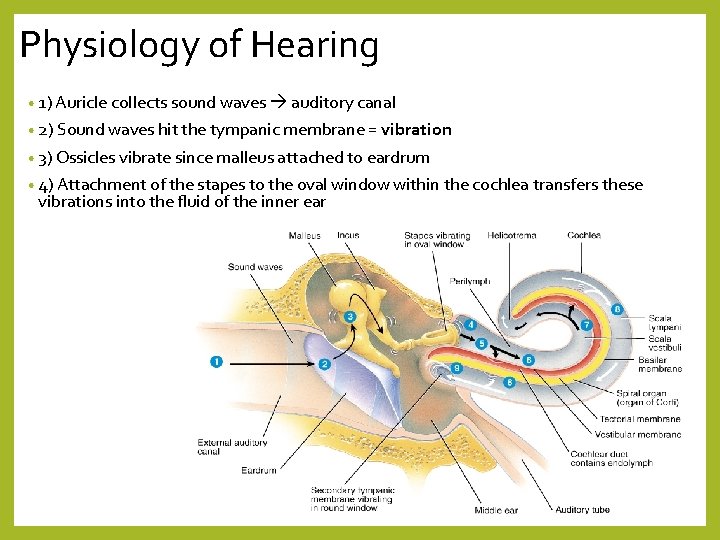 Physiology of Hearing • 1) Auricle collects sound waves auditory canal • 2) Sound