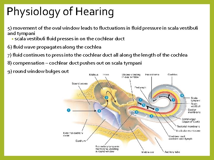 Physiology of Hearing 5) movement of the oval window leads to fluctuations in fluid