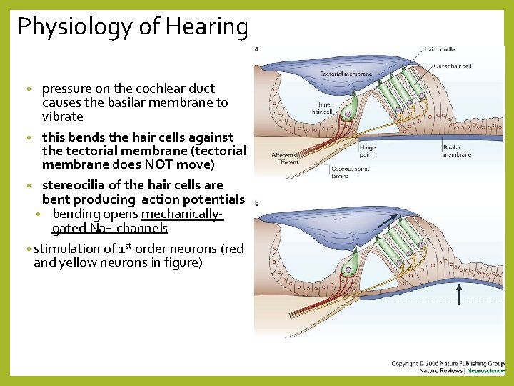 Physiology of Hearing pressure on the cochlear duct causes the basilar membrane to vibrate
