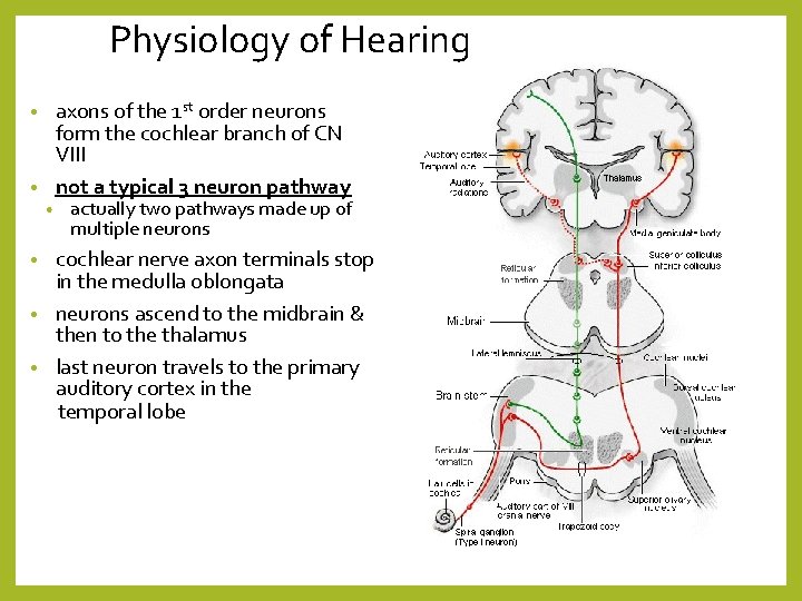Physiology of Hearing axons of the 1 st order neurons form the cochlear branch