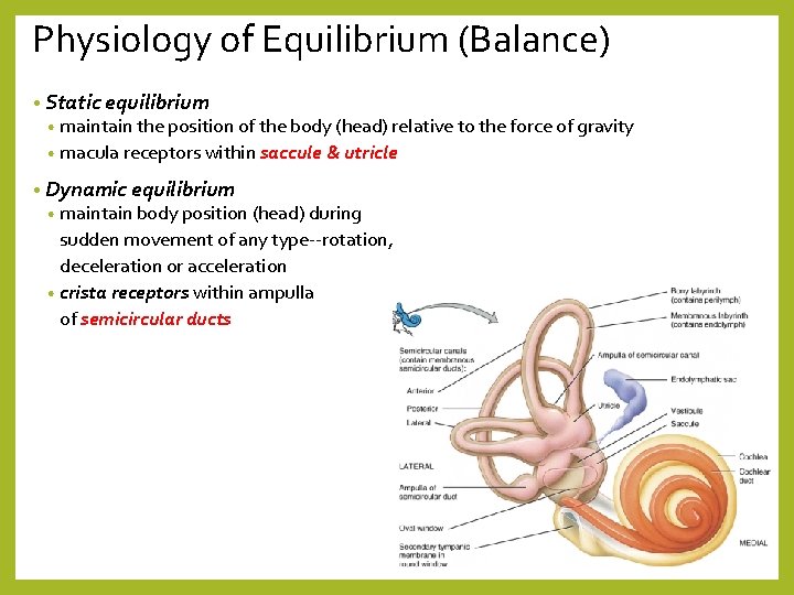 Physiology of Equilibrium (Balance) • Static equilibrium • maintain the position of the body