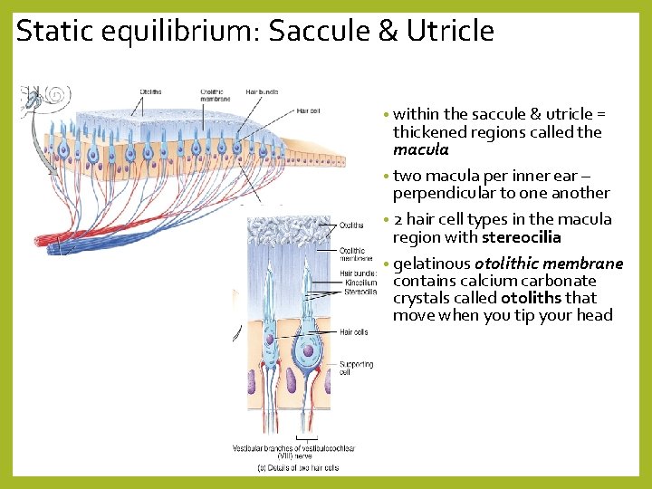 Static equilibrium: Saccule & Utricle • within the saccule & utricle = thickened regions
