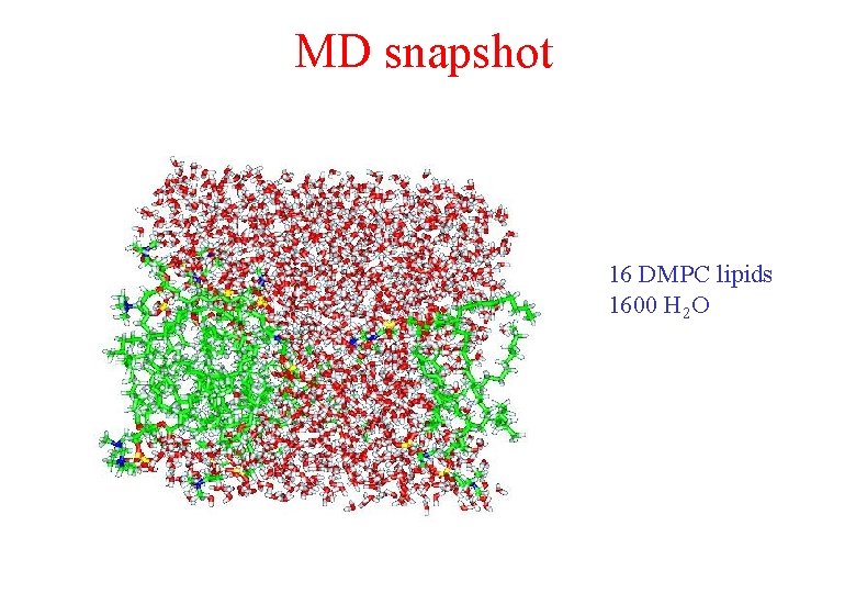 MD snapshot 16 DMPC lipids 1600 H 2 O MD snapshot 16 DMPC lipids 1600 H 2 O