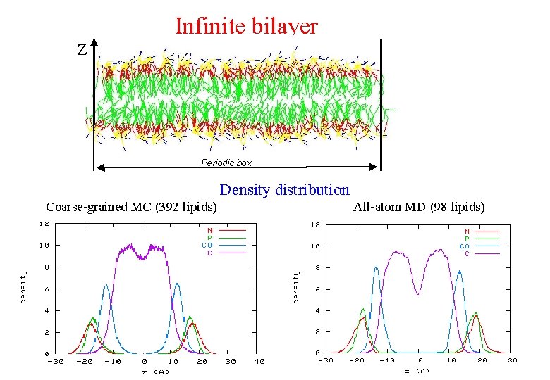 Infinite bilayer Z Periodic box Density distribution Coarse-grained MC (392 lipids) All-atom MD (98 Infinite bilayer Z Periodic box Density distribution Coarse-grained MC (392 lipids) All-atom MD (98